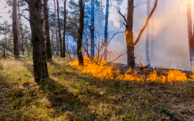 An Update from the Wildfire Insurance Task Force