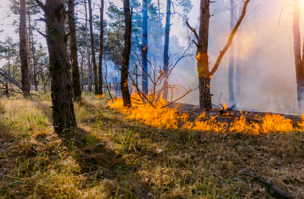 An Update from the Wildfire Insurance Task Force